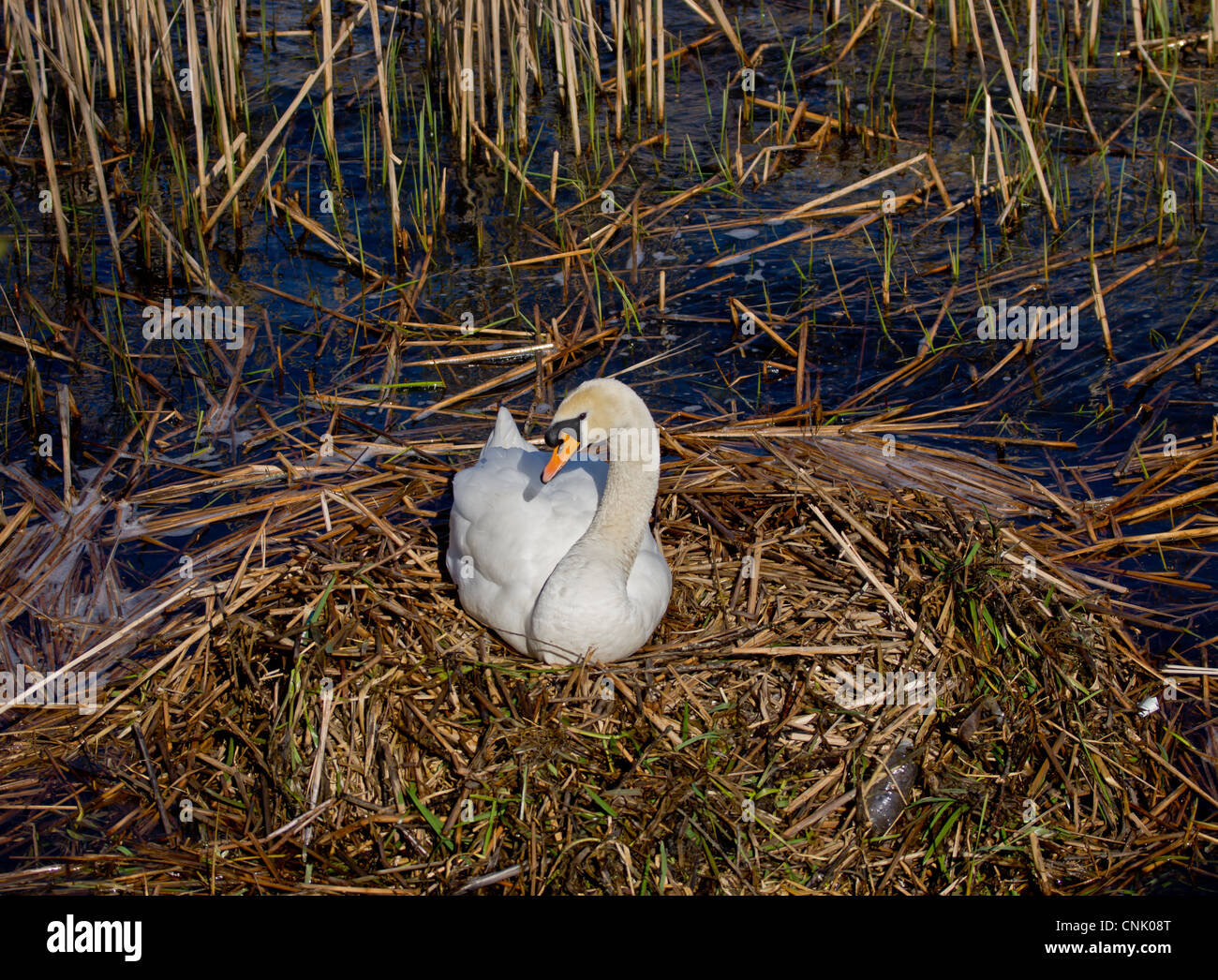 Un cigno seduto sul suo nido di grandi dimensioni Foto Stock