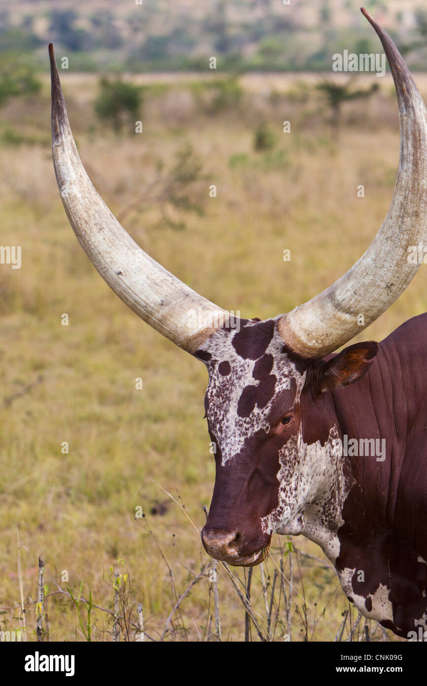 L'Africa. Il Ruanda. Ankole-Watusi razza di bestiame nei pressi di Akagera NP in Ruanda. La razza è spesso indicato come il bestiame dei re. Foto Stock