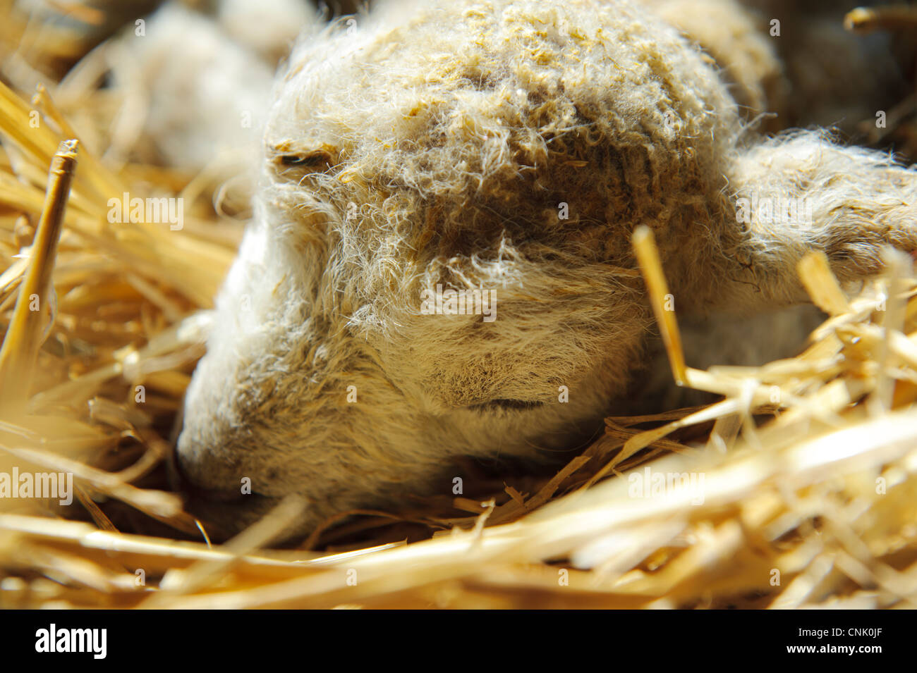 Stock Foto di un neonato debole di agnello Foto Stock