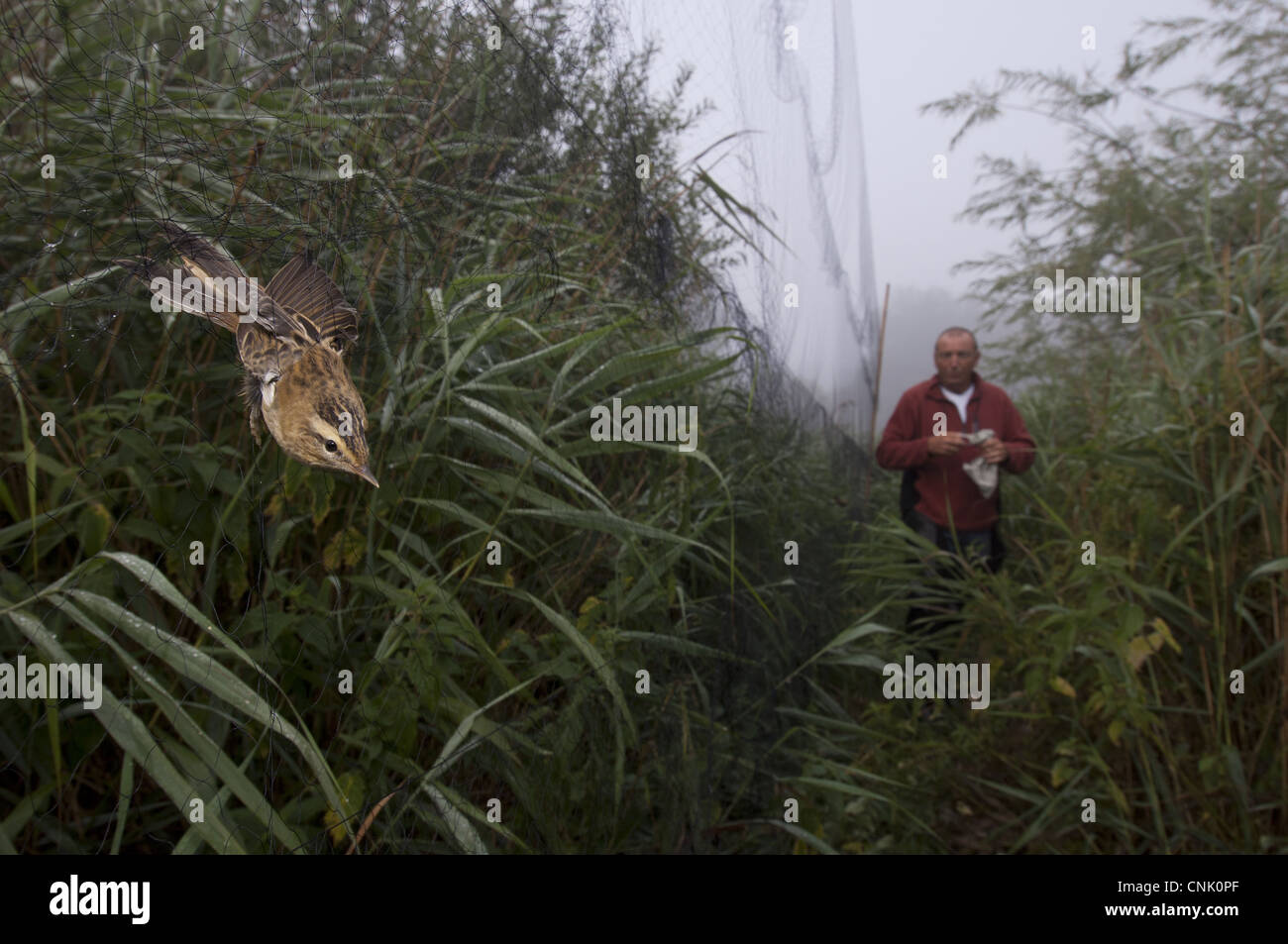 Sedge trillo (Acrocephalus schoenobaenus) adulto, catturati nella nebbia net con bird suoneria, Norfolk, Inghilterra Foto Stock