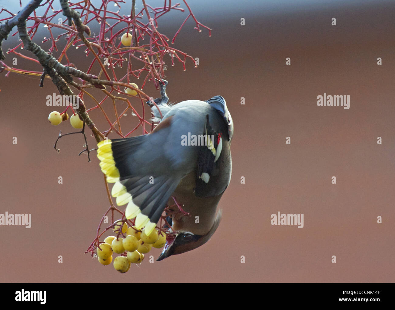 Bohemian Waxwing (Bombycilla garrulus) adulto, alimentando il frutto, Dumfries and Galloway, Scozia, novembre Foto Stock