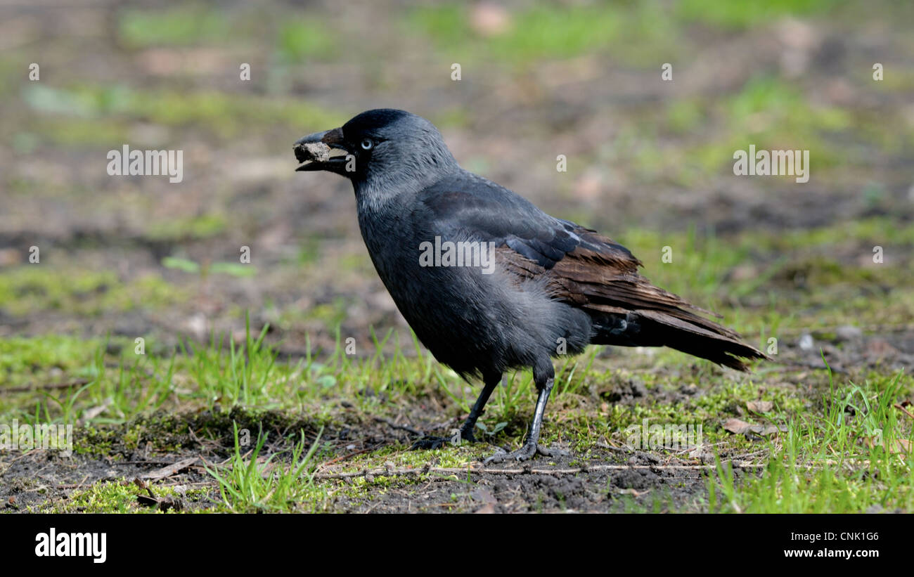 La Cornacchia occidentale nella natura Foto Stock