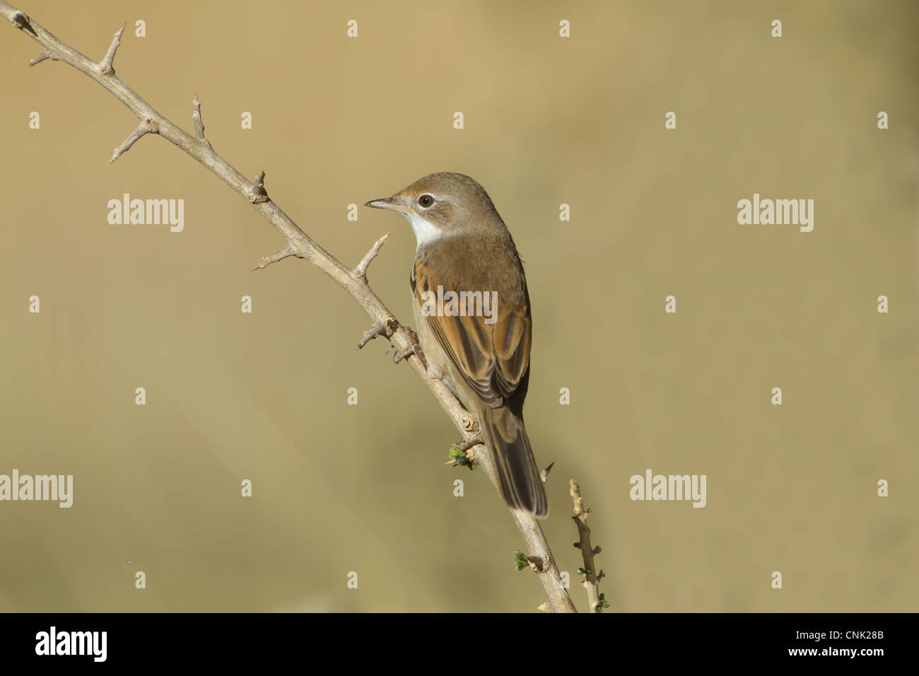 Common Whitethroat (Sylvia communis) femmina adulta / immaturo, appollaiato su ramoscello, nella Spagna settentrionale, settembre Foto Stock