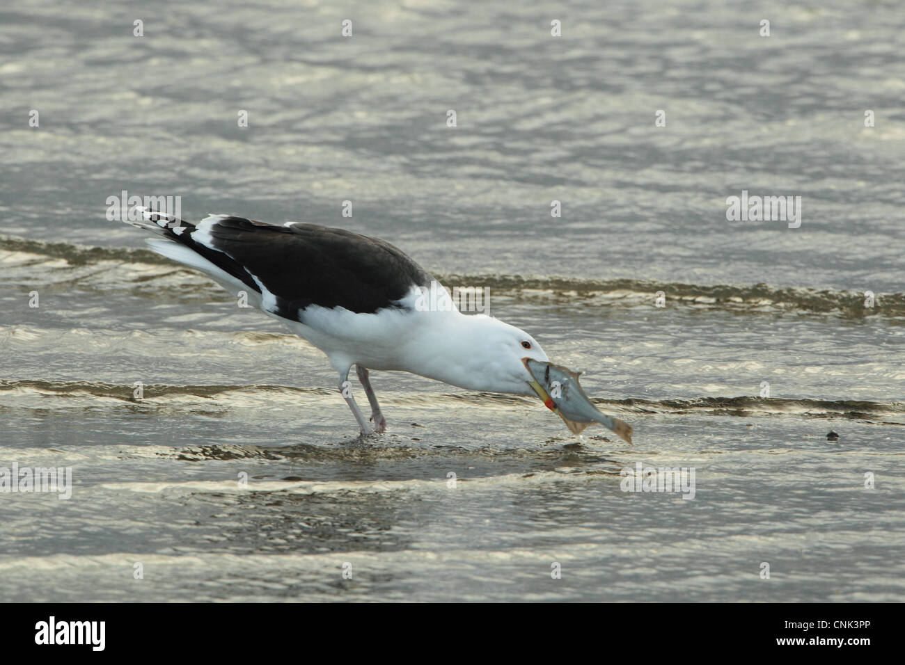 Grande nero-backed Gull (Larus marinus) adulto, alimentando il pesce piatto, permanente sulla spiaggia, il porto di Poole, Dorset, Inghilterra, gennaio Foto Stock Grande nero-backed Gull (Larus marinus) adulto, alimentando il pesce piatto, permanente sulla spiaggia, il porto di Poole, Dorset, Inghilterra, gennaio Foto Stock
