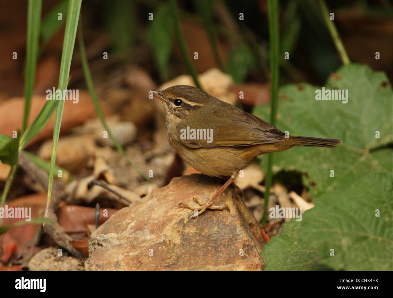 Radde il trillo (Phylloscopus schwarzi) adulto, in piedi sulla roccia, Kaeng Krachan N.P., Thailandia, novembre Foto Stock