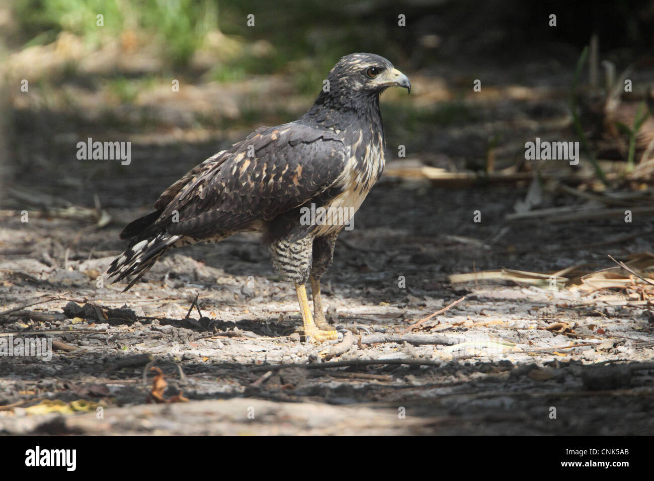 Mangrove Black Hawk (Buteogallus anthracinus subtilis) capretti, permanente sulla pista forestale, Costa Rica, febbraio Foto Stock