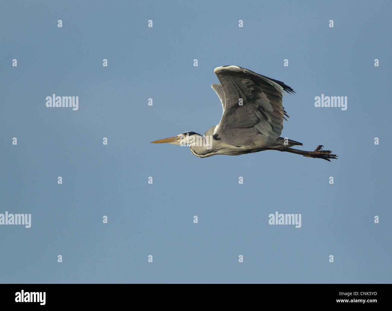 Airone cinerino (Ardea cinerea) adulto, in volo, Gloucestershire, Inghilterra, febbraio Foto Stock