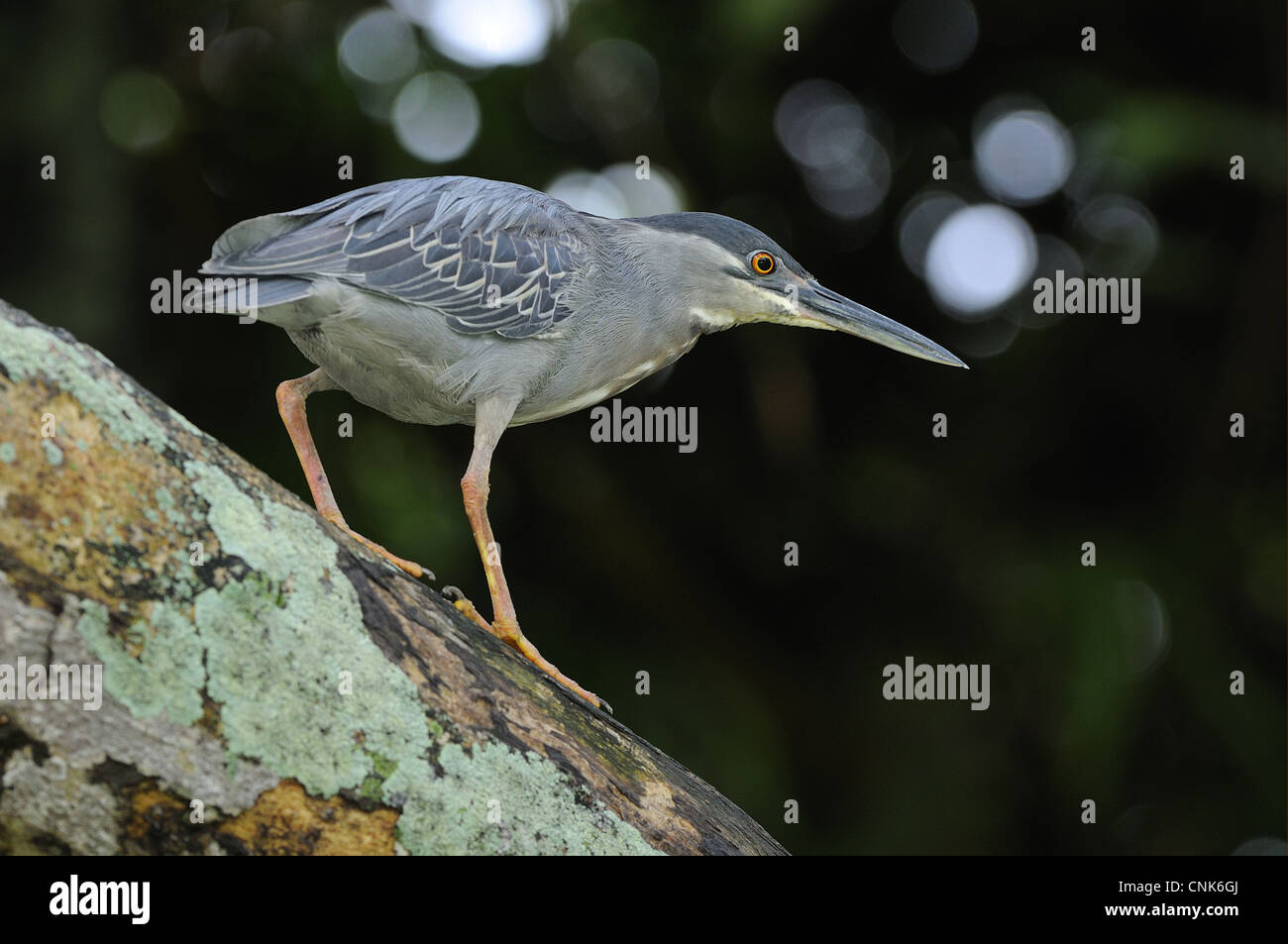 Airone striato (Butorides striatus) adulto, camminando sul tronco di albero, Georgetown, Guyana Foto Stock