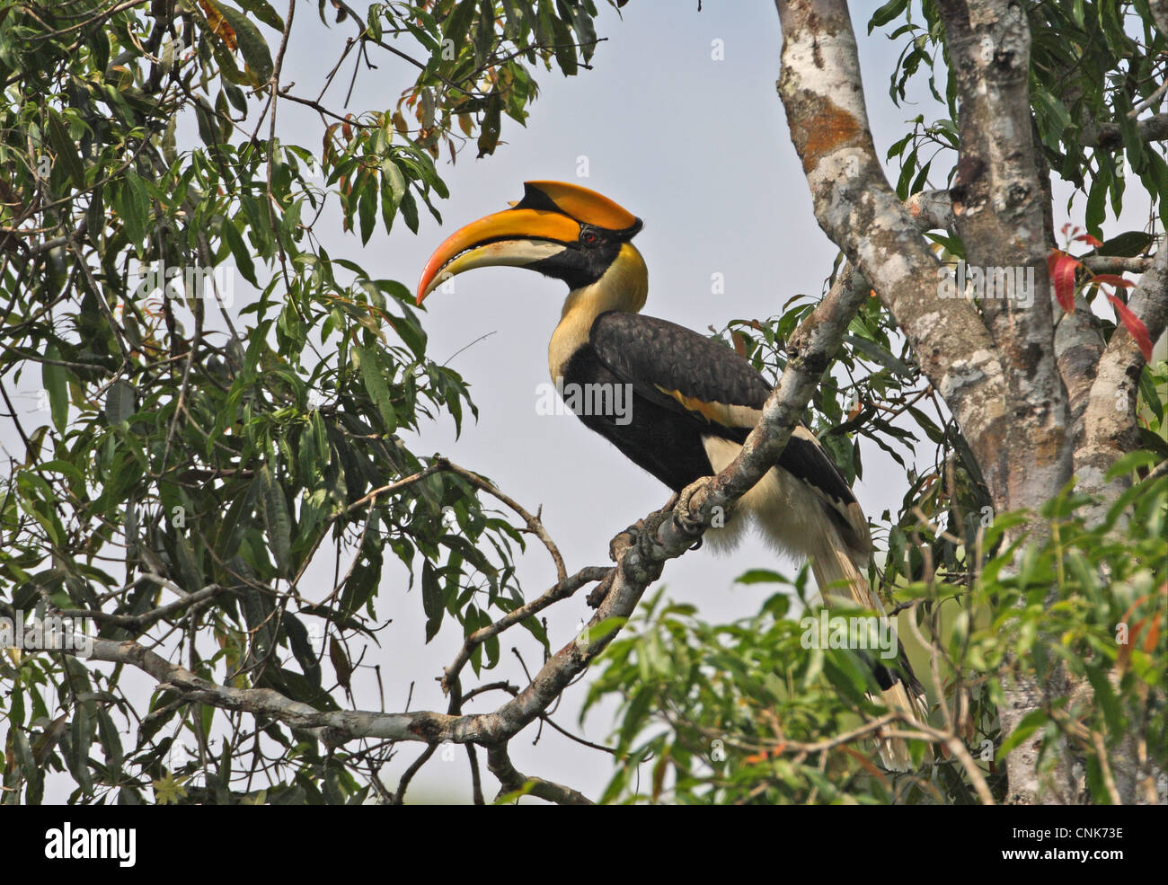 Grande Hornbill (Buceros simum homrai) maschio adulto, appollaiato sul ramo, Kaeng Krachan N.P., Thailandia, gennaio Foto Stock
