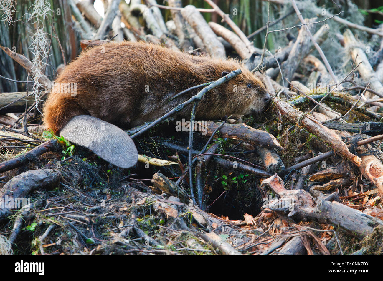 Nord America, USA, Texas, Caddo Lake, American beaver (Castor canadensis) adulti dormono da ingresso al lodge Foto Stock
