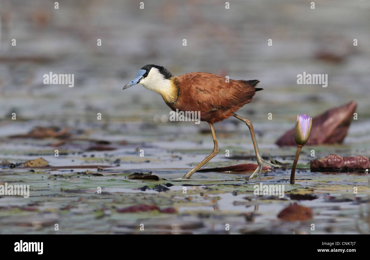 Jacana africana (Actophilornis africanus) adulto, camminando sulle piazzole di ninfea in zona umida, Okavango Delta, Botswana Foto Stock