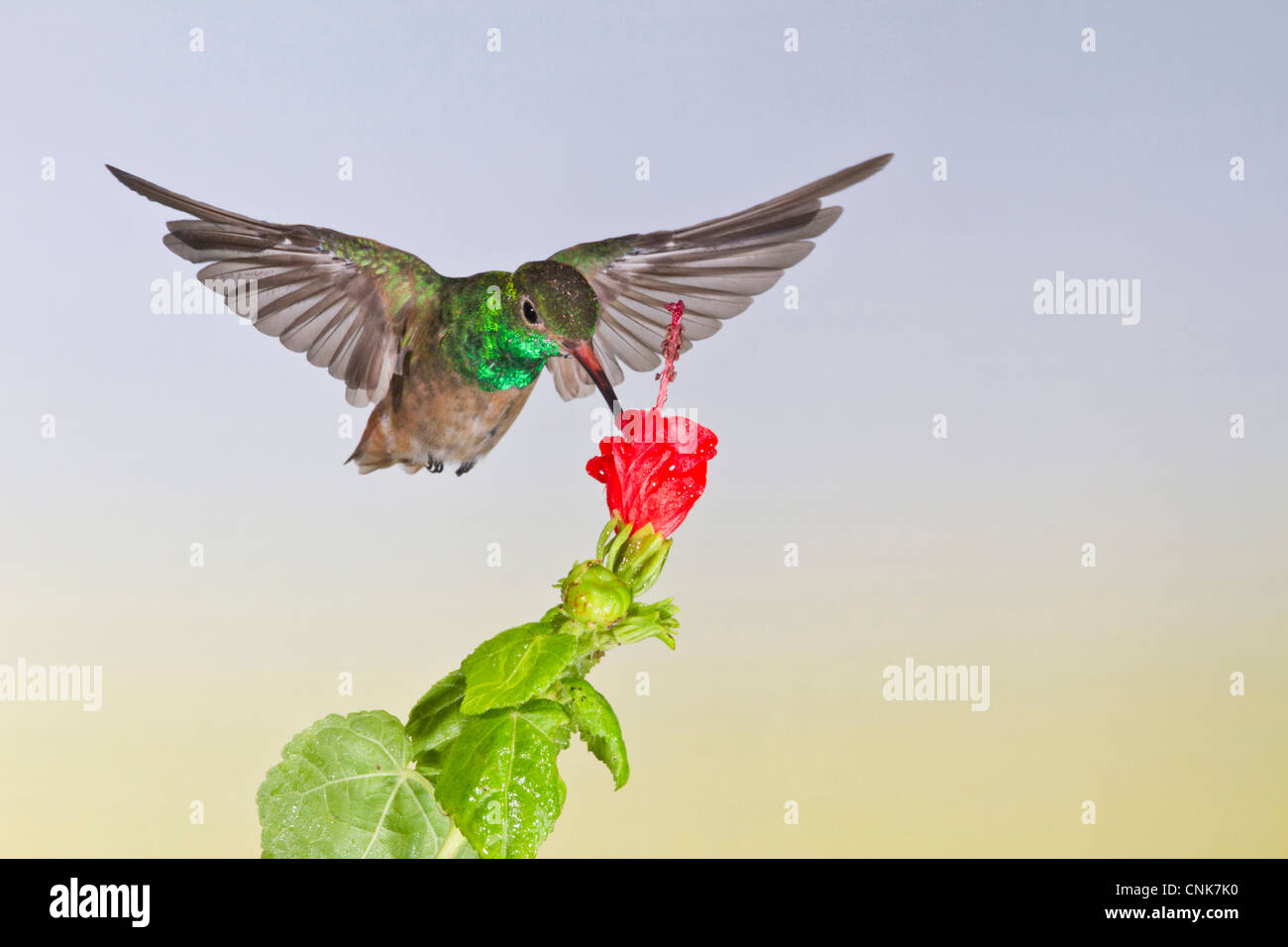 Nord America, USA, Texas, Hidalgo Co., McAllen, Buff-panciuto hummingbird (Amazilia yucatanensis) adulto alimentazione a fiore Foto Stock