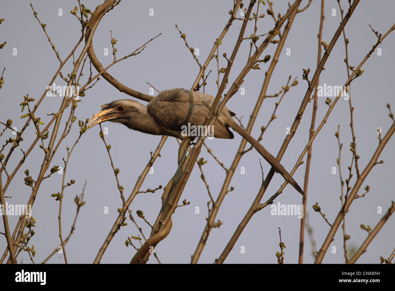 Grigio indiano Hornbill (Ocyceros birostris) adulto, alimentazione di gemme nella struttura ad albero, Corbett N.P., Uttarakhand, India, febbraio Foto Stock