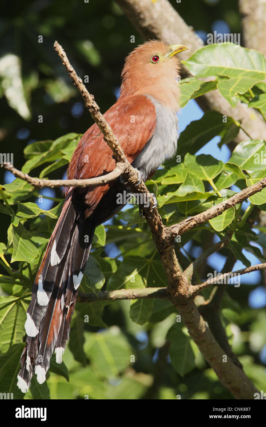 Il cuculo scoiattolo (Piaya cayana) adulto, appollaiato sul ramo, Costa Rica, febbraio Foto Stock