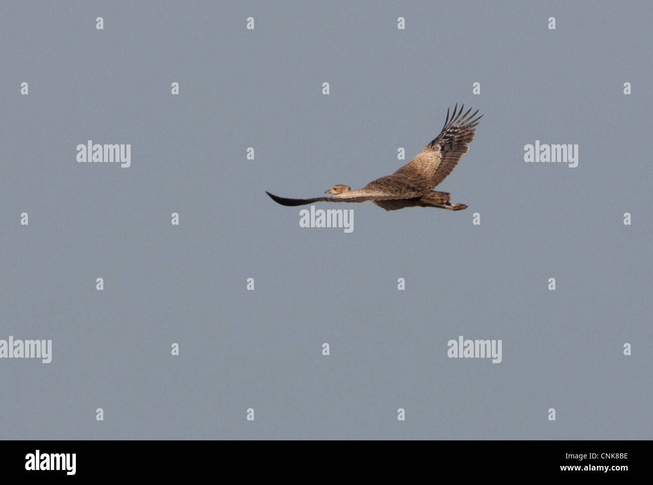 Il Bengala Florican (Houbaropsis bengalensis bengalensis) femmina adulta, in volo, vicino Roing, Arunachal Pradesh, India, febbraio Foto Stock