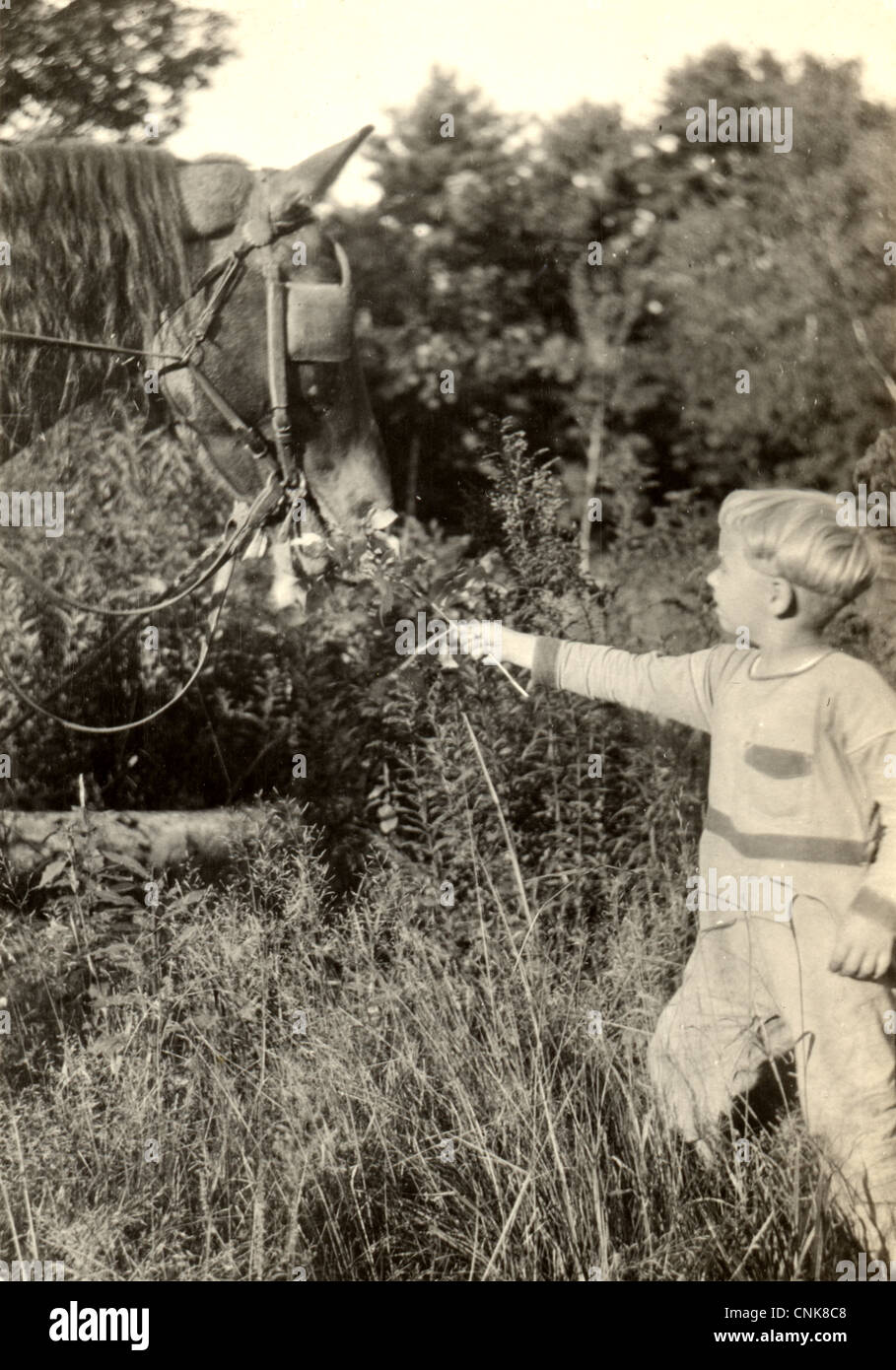 Little Boy offrendo fiori per un cavallo Foto Stock