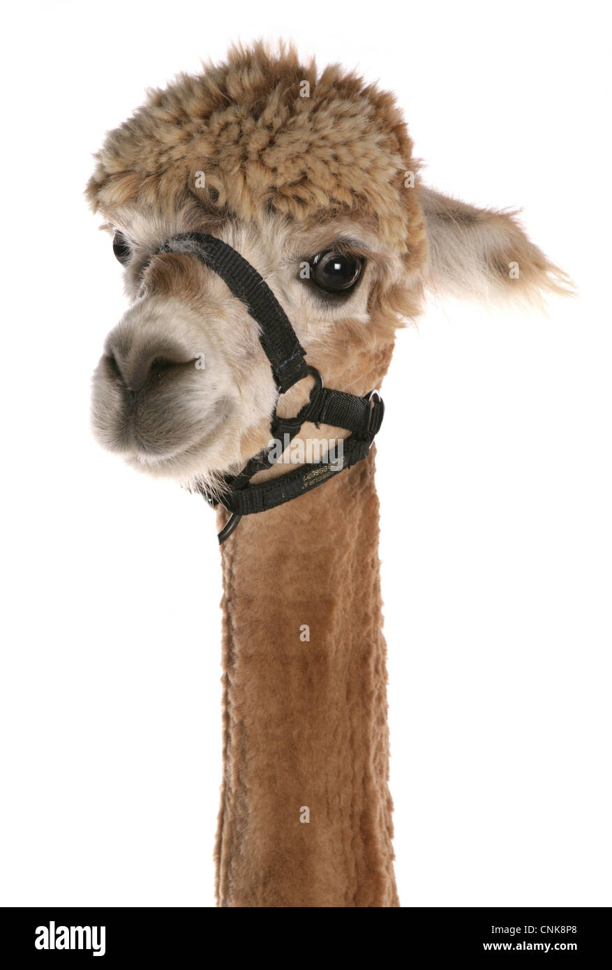 Alpaca (Lama pacos) adulto, con rivestimento ritagliata, close-up di testa Foto Stock