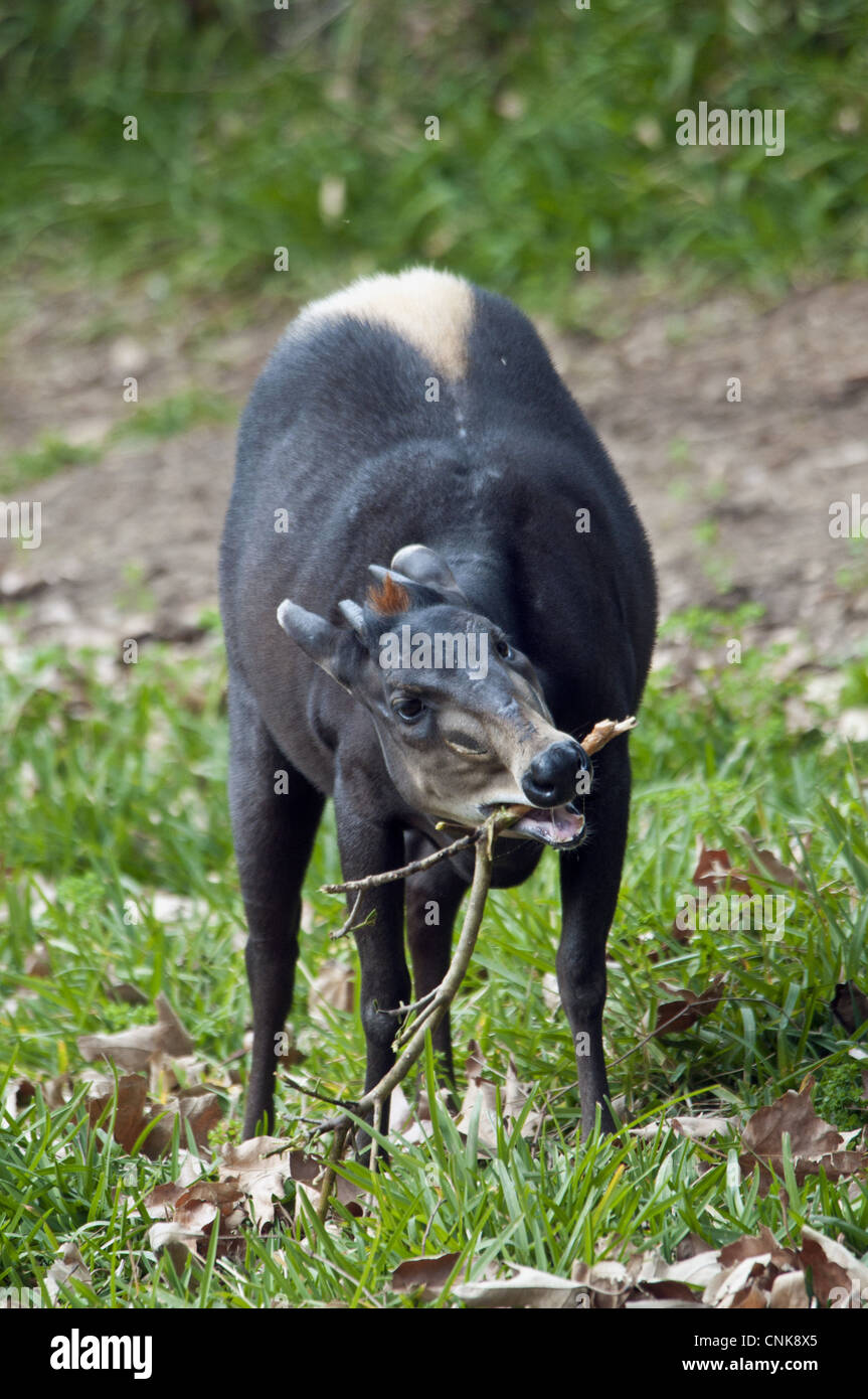Giallo-backed Duiker (Cephalophus silvicultor) adulto, masticare il ramoscello (prigioniero) Foto Stock