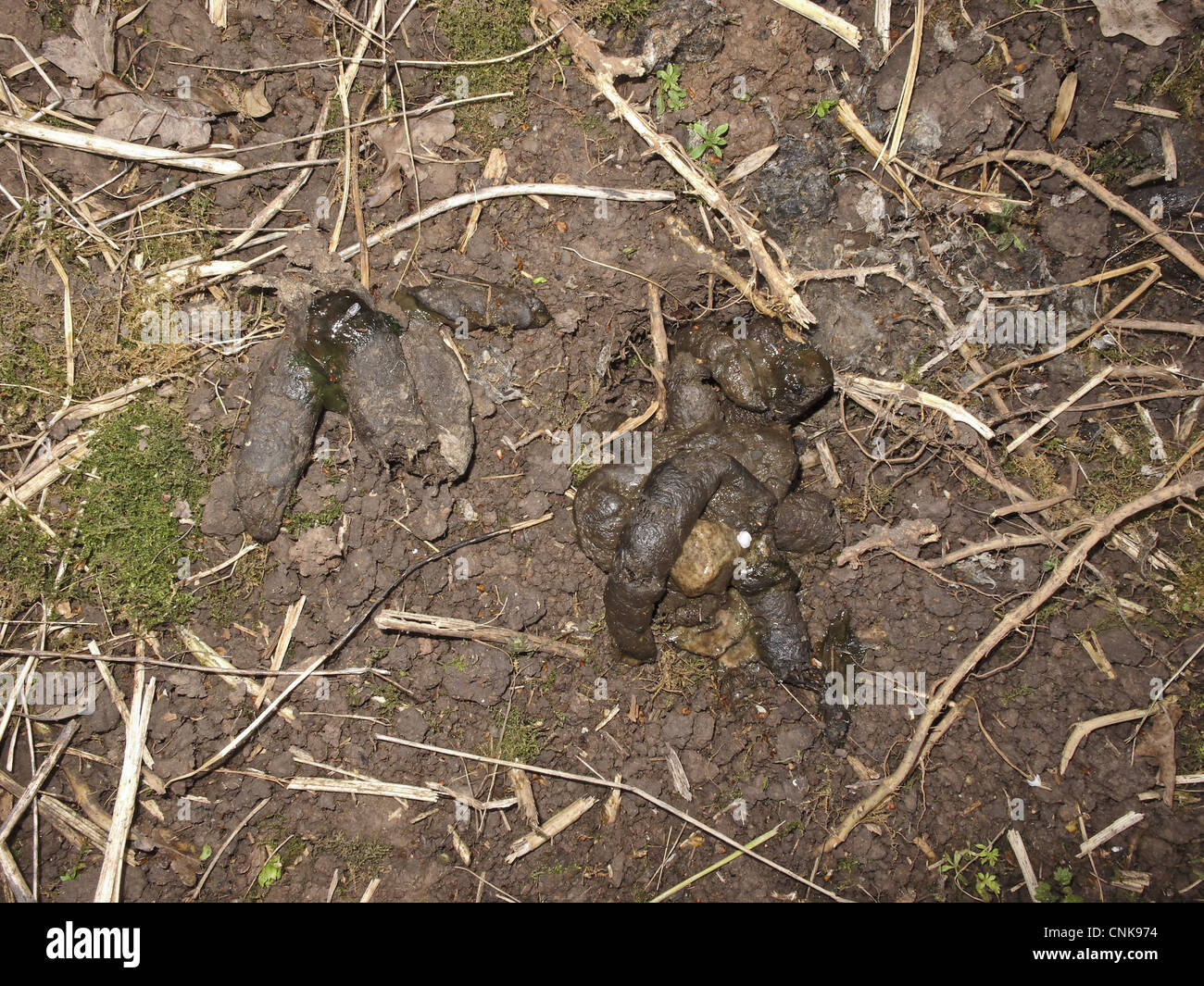 Eurasian Badger (Meles meles) pollina in sterco pit, Midlands, Inghilterra, aprile Foto Stock