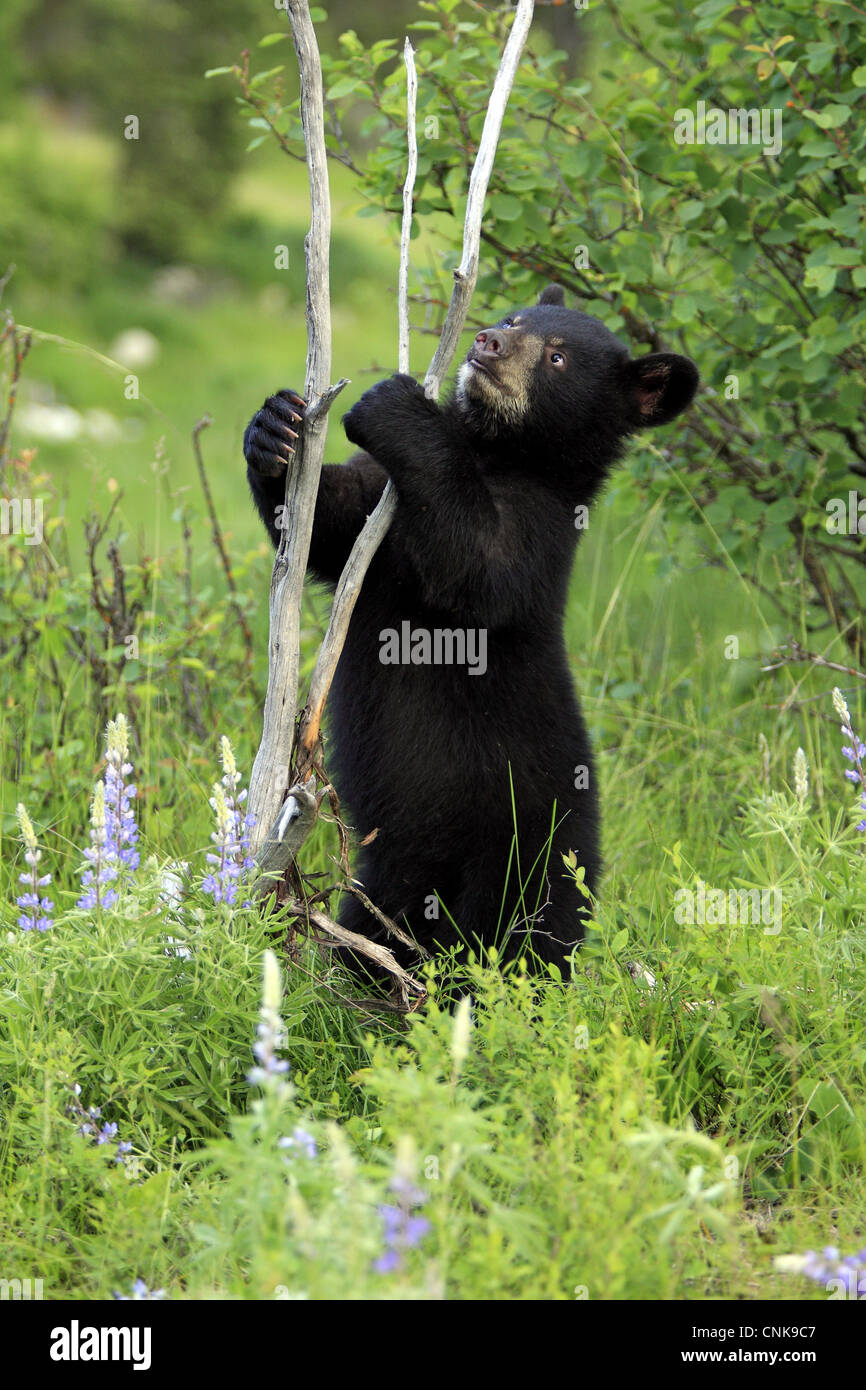 American Black Bear Ursus americanus sei mesi di età cub in piedi sulle zampe posteriori accanto all albero morto Montana U.S.A giugno prigioniero) Foto Stock