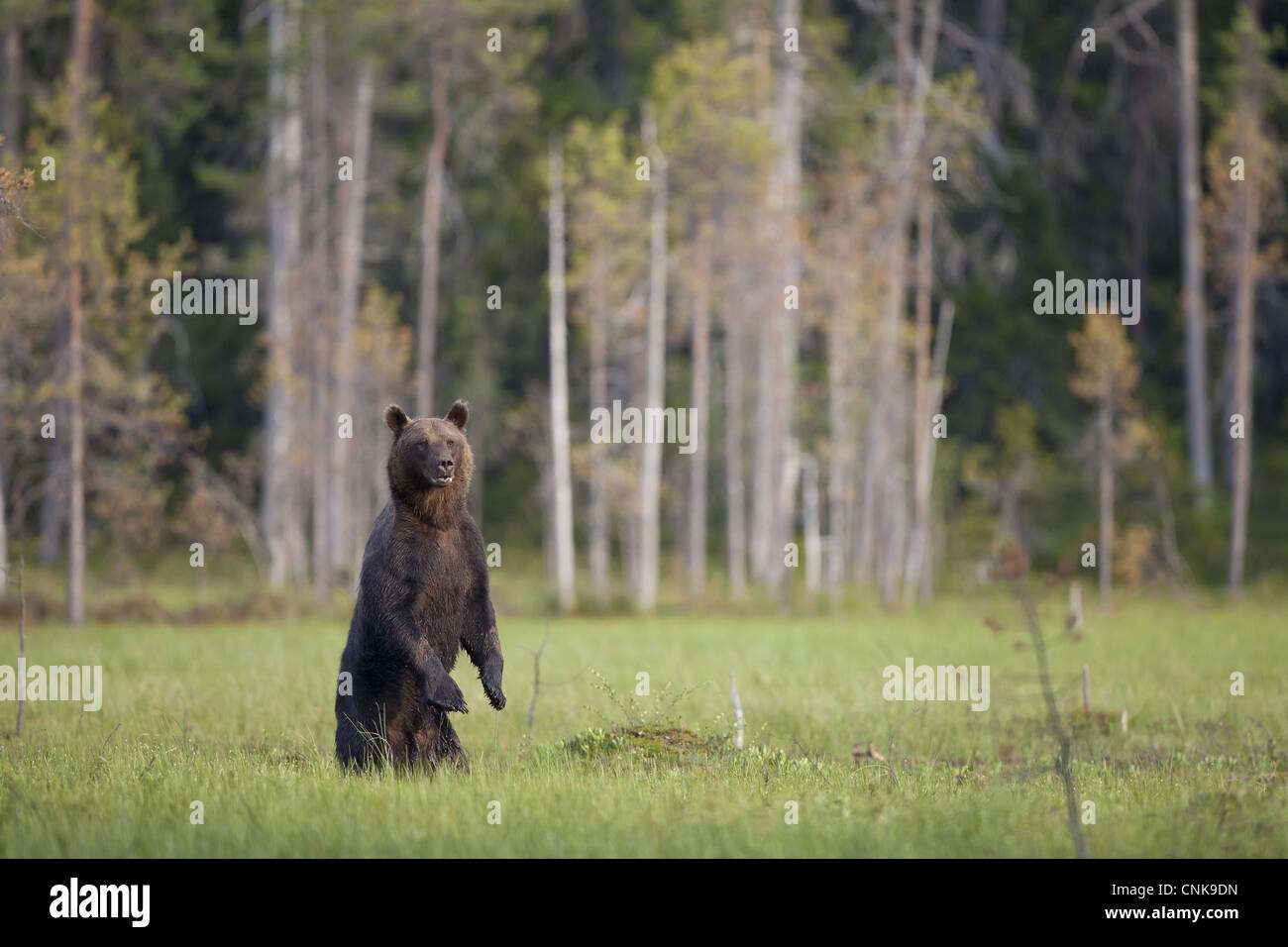 Unione l'orso bruno (Ursus arctos arctos) adulto, in piedi sulle zampe posteriori al bordo della foresta di habitat, Finlandia, luglio Foto Stock