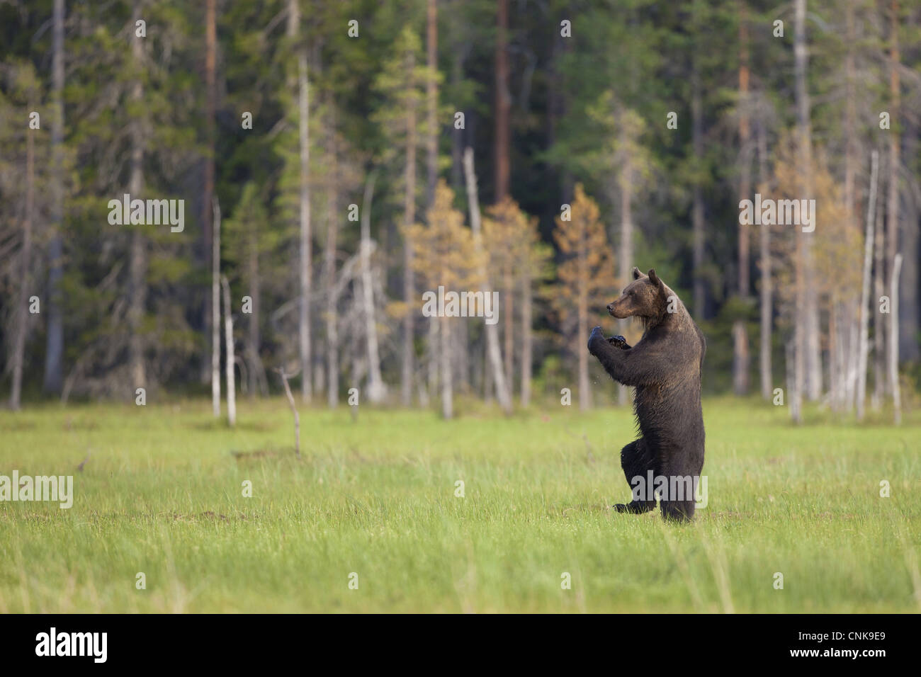 Unione l'orso bruno (Ursus arctos arctos) adulto, in piedi sulle zampe posteriori al bordo della foresta di conifere habitat, Finlandia, luglio Foto Stock