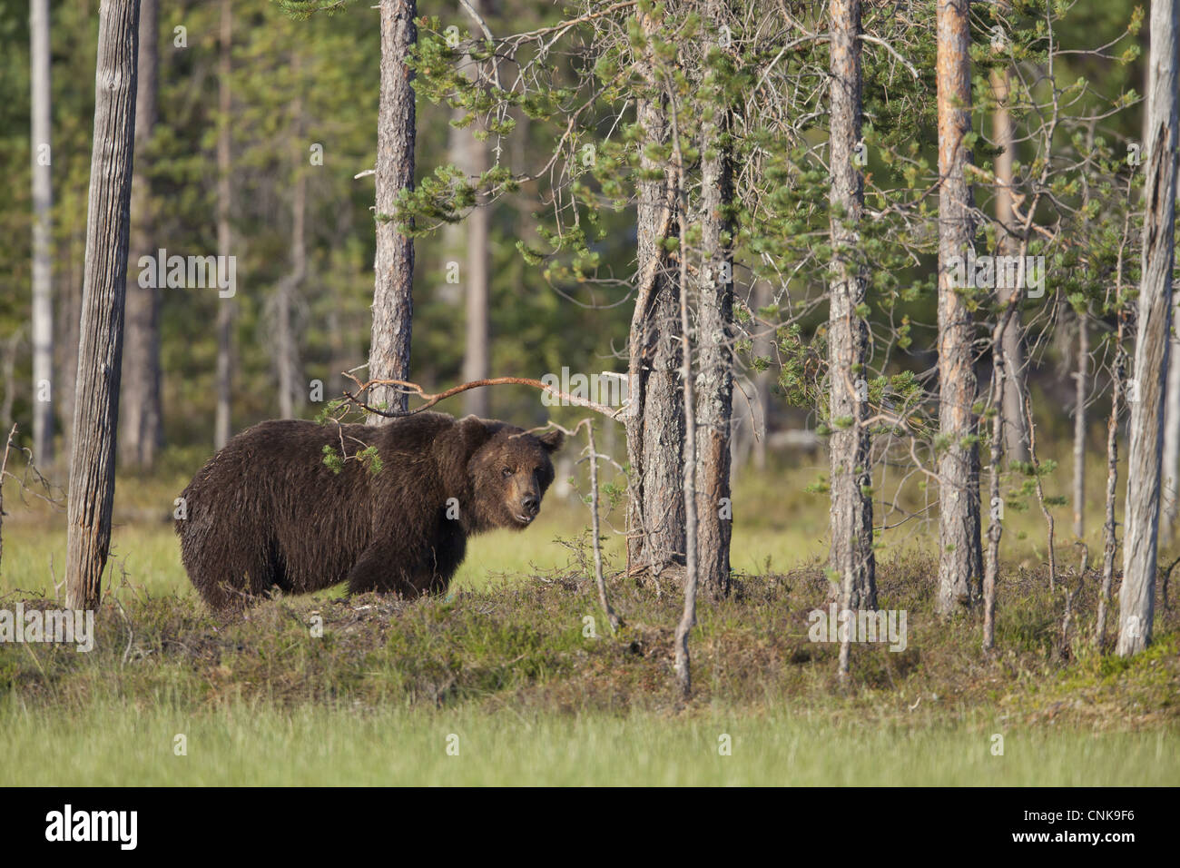 Unione l'orso bruno (Ursus arctos arctos) adulto, in piedi nella foresta di conifere habitat, Finlandia, luglio Foto Stock