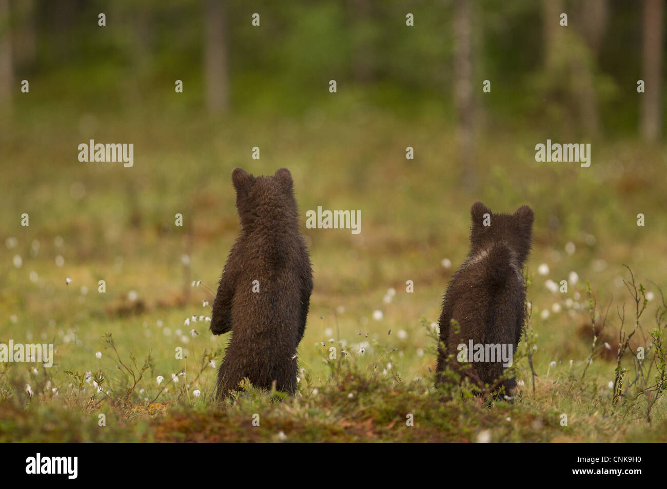 Unione l'orso bruno (Ursus arctos arctos) due sei mesi di età lupetti, vista posteriore, in piedi sulle zampe posteriori, Finlandia, giugno Foto Stock