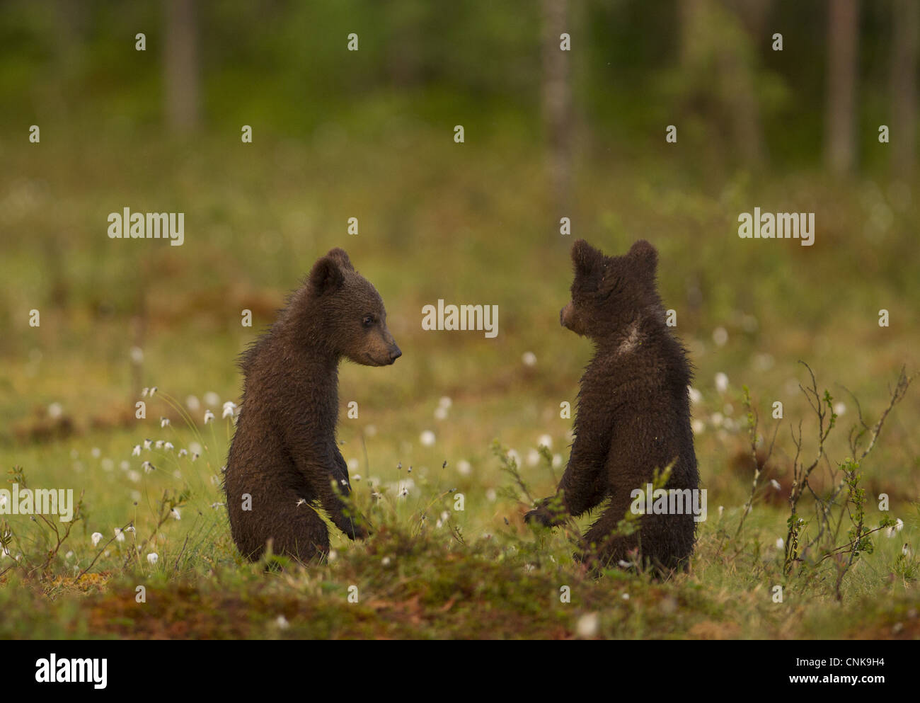 Unione l'orso bruno (Ursus arctos arctos) due sei mesi di età lupetti, in piedi sulle zampe posteriori, Finlandia, giugno Foto Stock