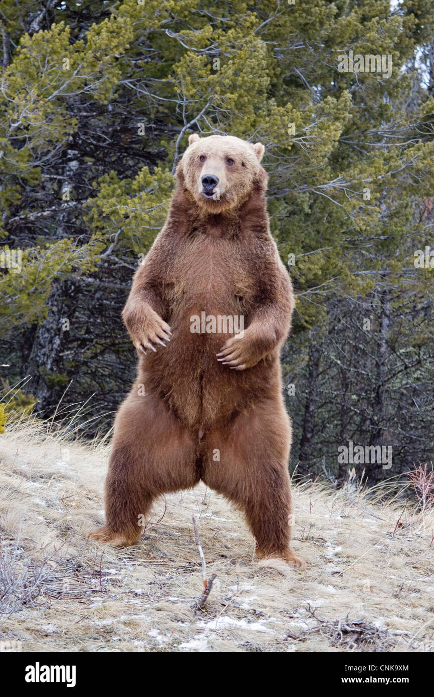 Orso grizzly (Ursus arctos horribilis) adulto, in piedi sulle zampe posteriori, Montana, U.S.A., gennaio (prigioniero) Foto Stock