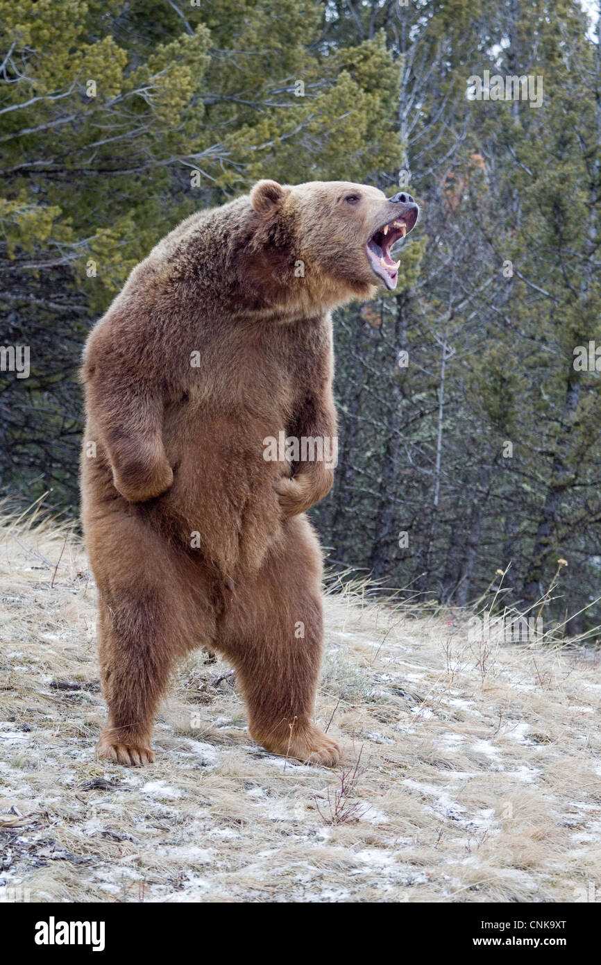 Orso grizzly (Ursus arctos horribilis) adulto, ringhiando, in piedi sulle zampe posteriori, Montana, U.S.A., gennaio (prigioniero) Foto Stock