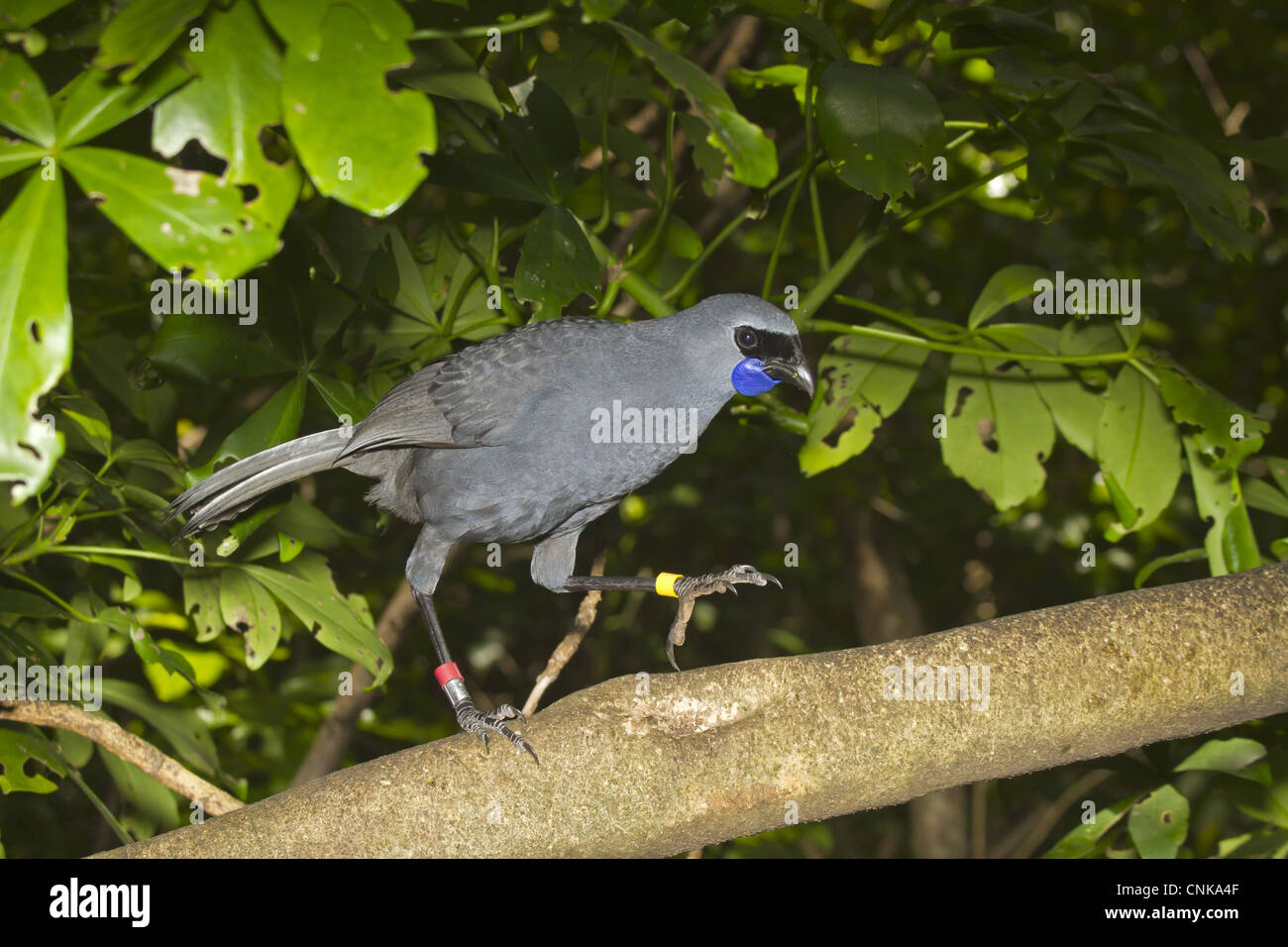 North Island Kokako Callaeas cinerea wilsoni adulto indossare anelli gambe camminando lungo il ramo Tiritiri Matangi Island Golfo di Hauraki Foto Stock