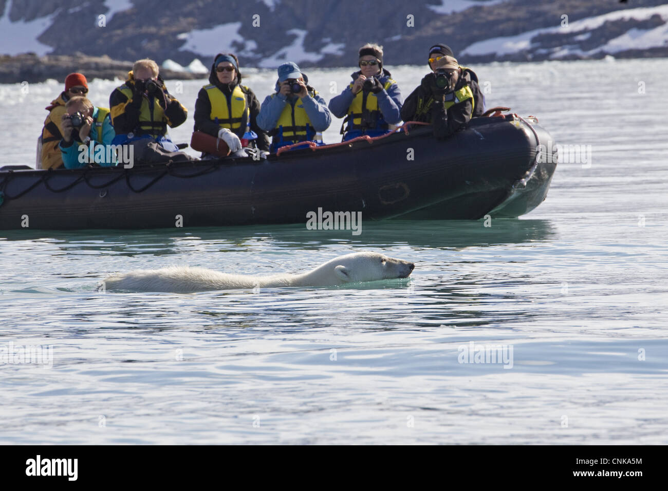 Orso polare (Ursus maritimus) adulto, nuoto in mare accanto a turisti in Zodiac gommone, Spitzbergen, Svalbard, luglio Foto Stock