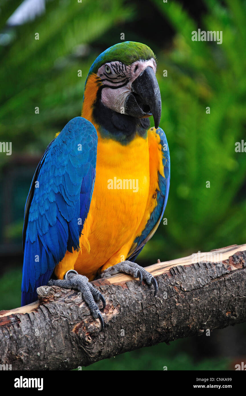 Colorato Macaw parrot, Montecasino Bird Gardens, Fourways, Sandton Johannesburg, provincia di Gauteng, Repubblica del Sud Africa Foto Stock