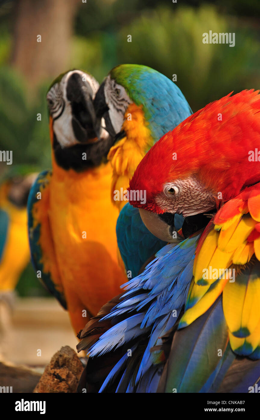 Colorati pappagalli macaw, Montecasino Bird Gardens, Fourways, Sandton Johannesburg, provincia di Gauteng, Repubblica del Sud Africa Foto Stock