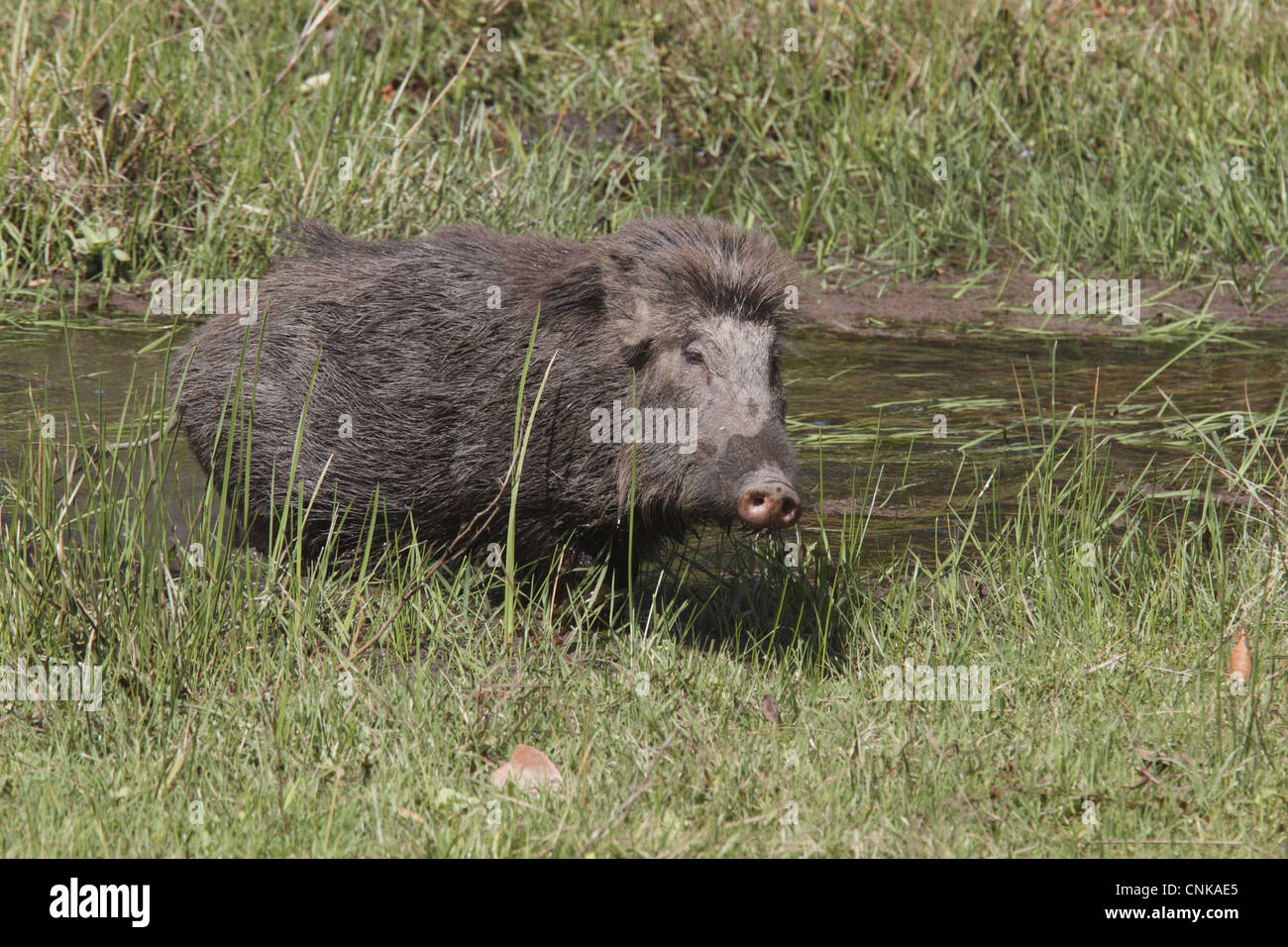 Indian il cinghiale (Sus scrofa cristatus) adulto, alimentando nella zona paludosa, Kanha N.P., Madhya Pradesh, India Foto Stock