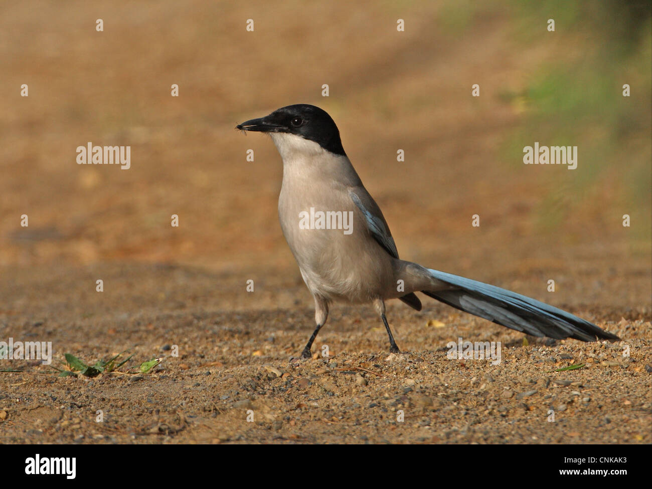 Azzurro-winged Gazza (Cyanopica cyana) adulto, con volare nel becco, in piedi sul suolo, Pechino, Cina, può Foto Stock