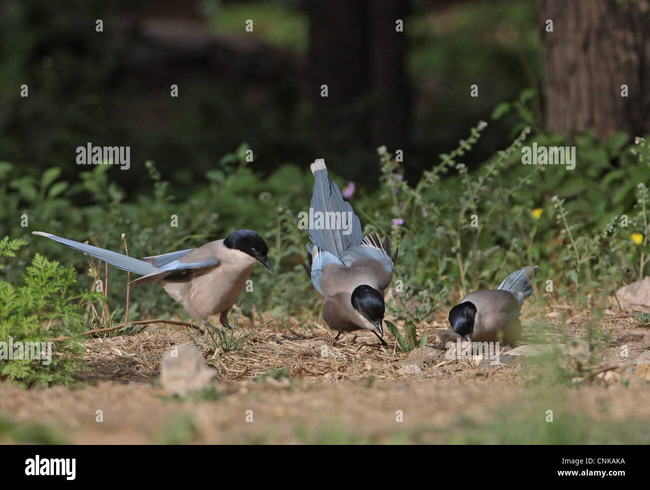 Azzurro-winged Gazza (Cyanopica cyana) tre adulti, si nutrono di insetti che emergono dal suolo, Pechino, Cina, può Foto Stock