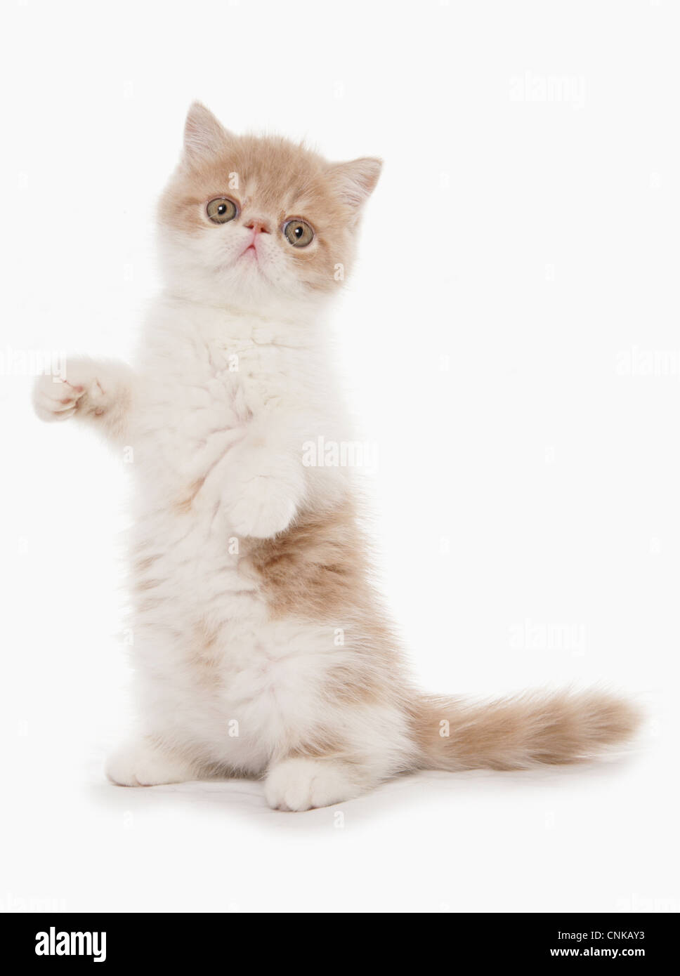 Il gatto domestico, Exotic Shorthair, crema e bianco gattino, in piedi sulle zampe posteriori Foto Stock