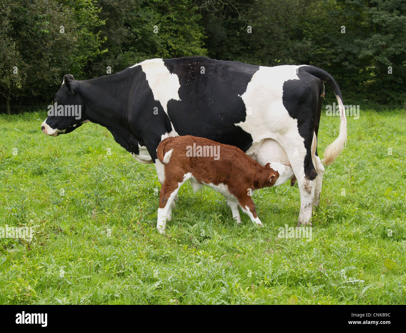 Bovini domestici, Holstein il frisone mucca con la croce di Hereford vitello lattante, stando in piedi in pascolo, Devon, Inghilterra Foto Stock