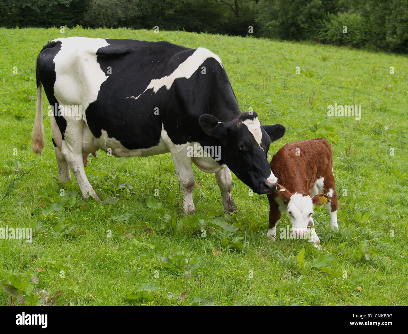 Bovini domestici, Holstein mucche frisone con Hereford croce di vitello, stando in piedi in alpeggio, Devon, Inghilterra Foto Stock