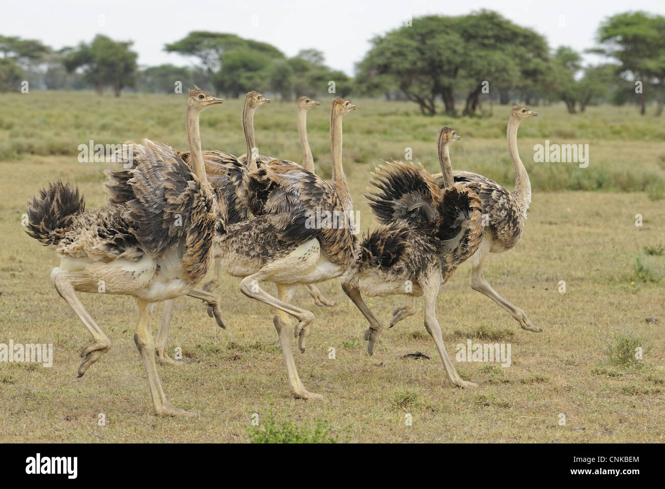 Africa orientale (struzzo Struthio camelus massaicus) sei il novellame, in esecuzione, Serengeti N.P., Tanzania Foto Stock