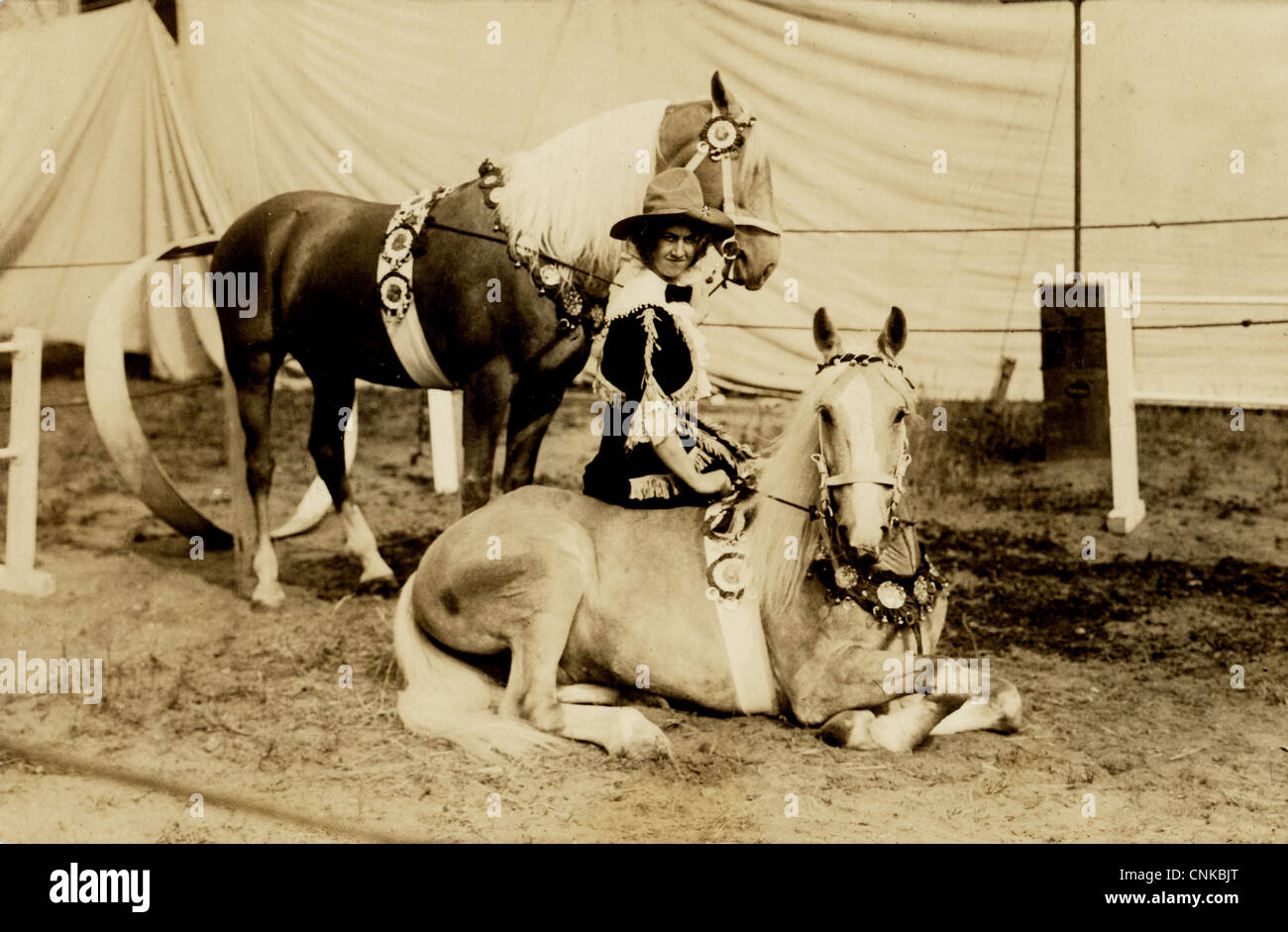 Circus Trainer Lady & Coppia di cavalli addestrati Foto Stock