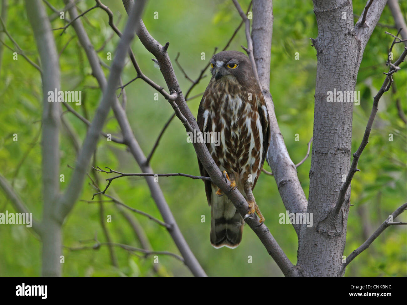 Falco marrone-civetta (Ninox scutulata florensis) adulto, appollaiato sul ramo, Hebei, Cina, può Foto Stock