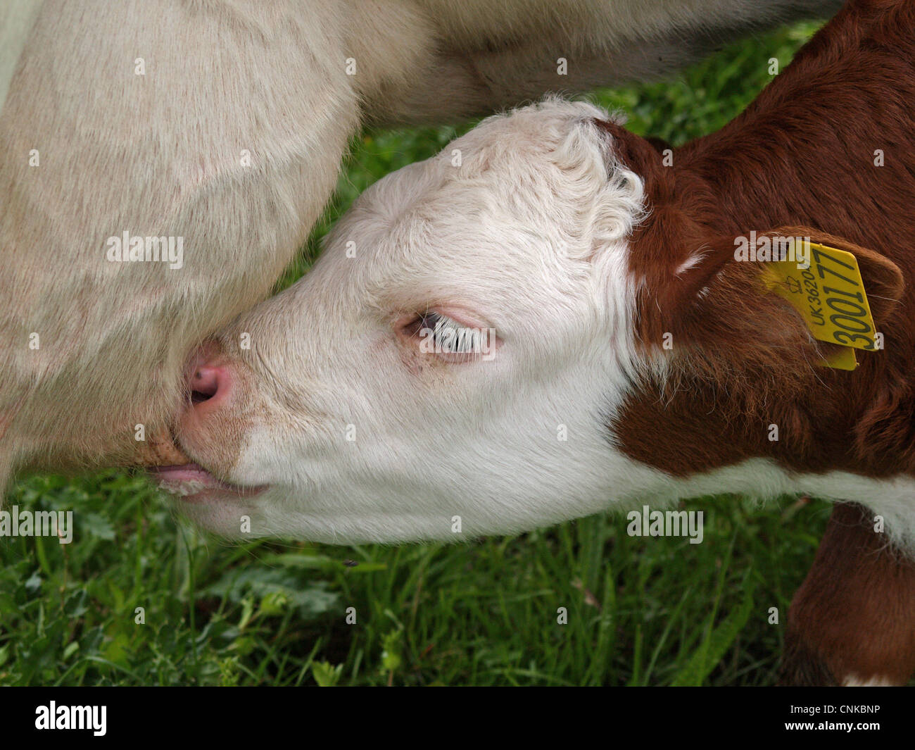 Bovini domestici, Hereford cross vitello lattante, close-up di testa, Devon, Inghilterra Foto Stock