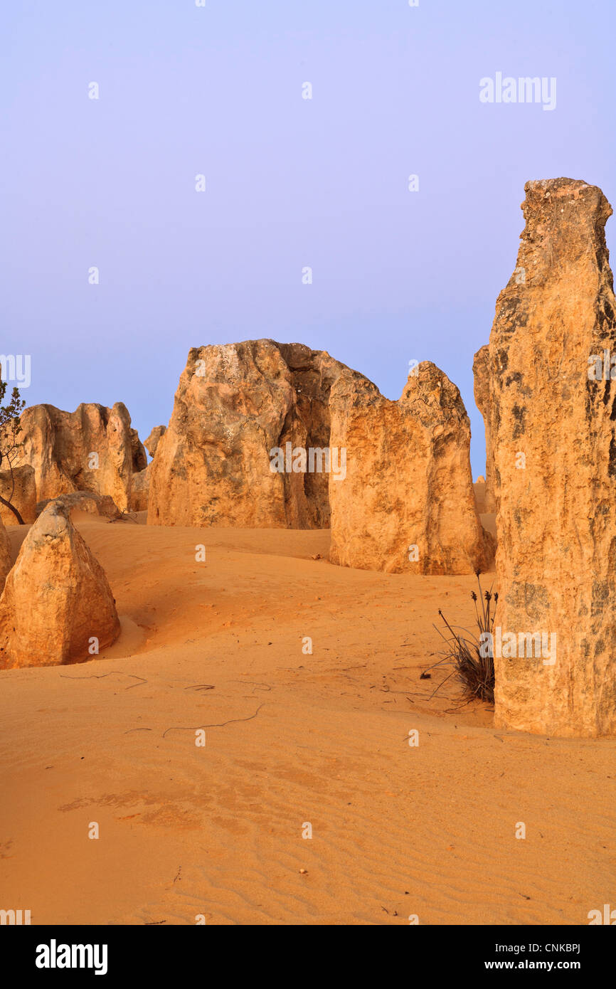 I Pinnacoli, una zona di erosione formazioni di calcare in Nambung National Park, a nord di Perth in Australia Occidentale. Foto Stock