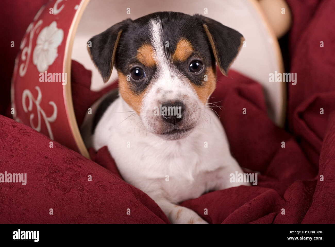 Ritratto orizzontale di un simpatico tri-colorato Jack Russell Puppy in rovesciata tazzina sovradimensionato con toni di rosso. Foto Stock