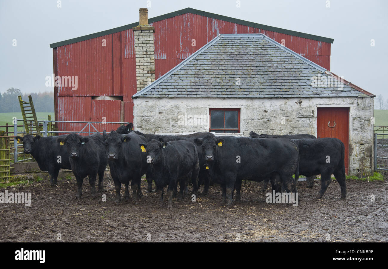 Bovini domestici, Aberdeen Angus vacche e vitelli, in piedi nel cortile fangoso, Perth, Perthshire Scozia, novembre Foto Stock