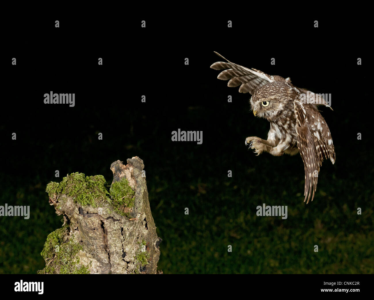 Civetta (Athene noctua) adulto, in volo e atterraggio sul moncone di notte, Pevensey livelli, East Sussex, Inghilterra Foto Stock
