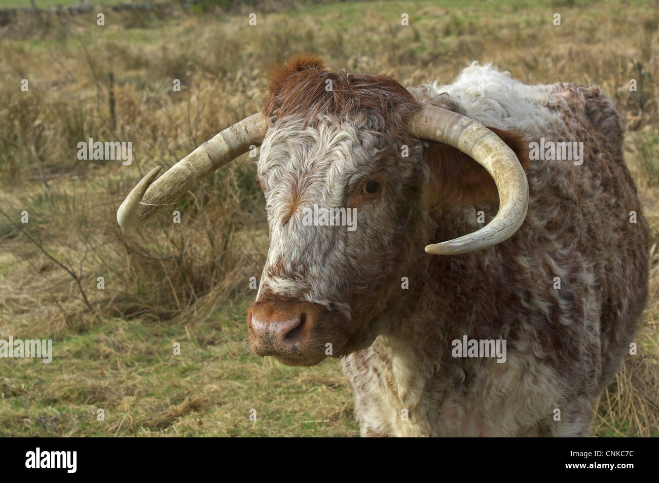 Bovini domestici, Longhorn cow, close-up di testa, piedi in pascolo ruvida, Dumfries and Galloway, Scozia, marzo Foto Stock